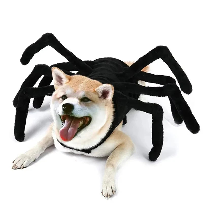 Costume araignée Halloween - chien ou chat