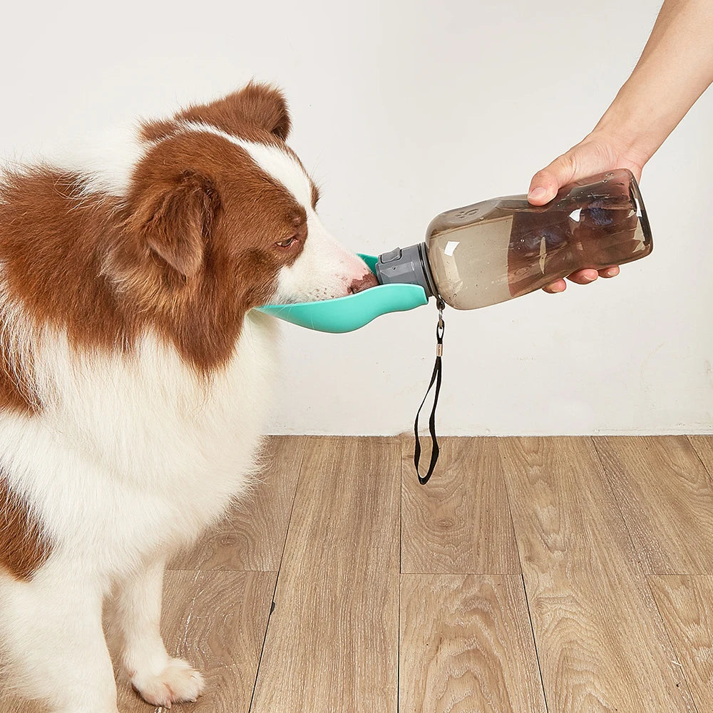 Gourde de voyage 800 ml - chien