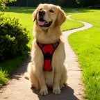 Harnais confort anti-traction avec laisse - chien