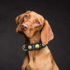 Collier en cuir large premium pour grand chien