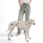 Ensemble Harnais et Laisse Sans Traction PVC pour Chien