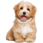 Collier perlé cœur - chat ou petit chien