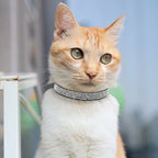 Collier en cuir suédé avec strass pour chat