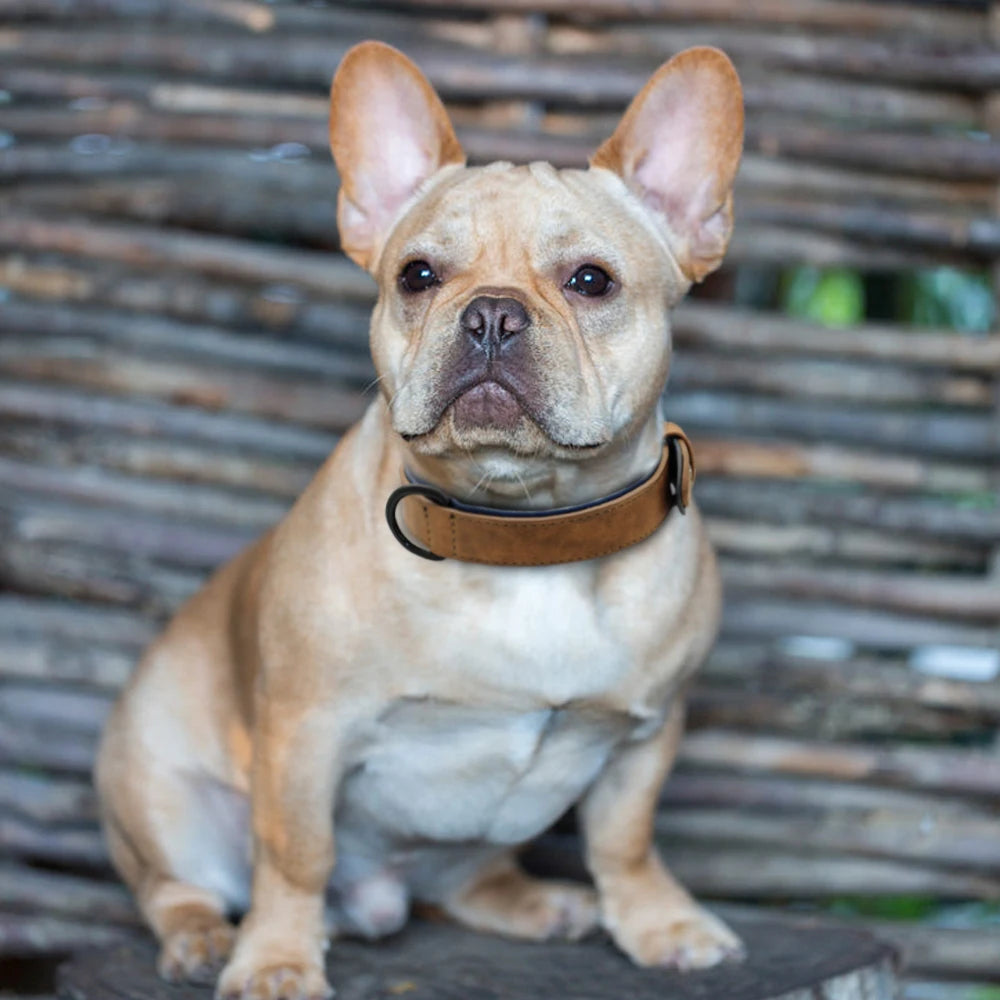 Collier en cuir rembourré – chien