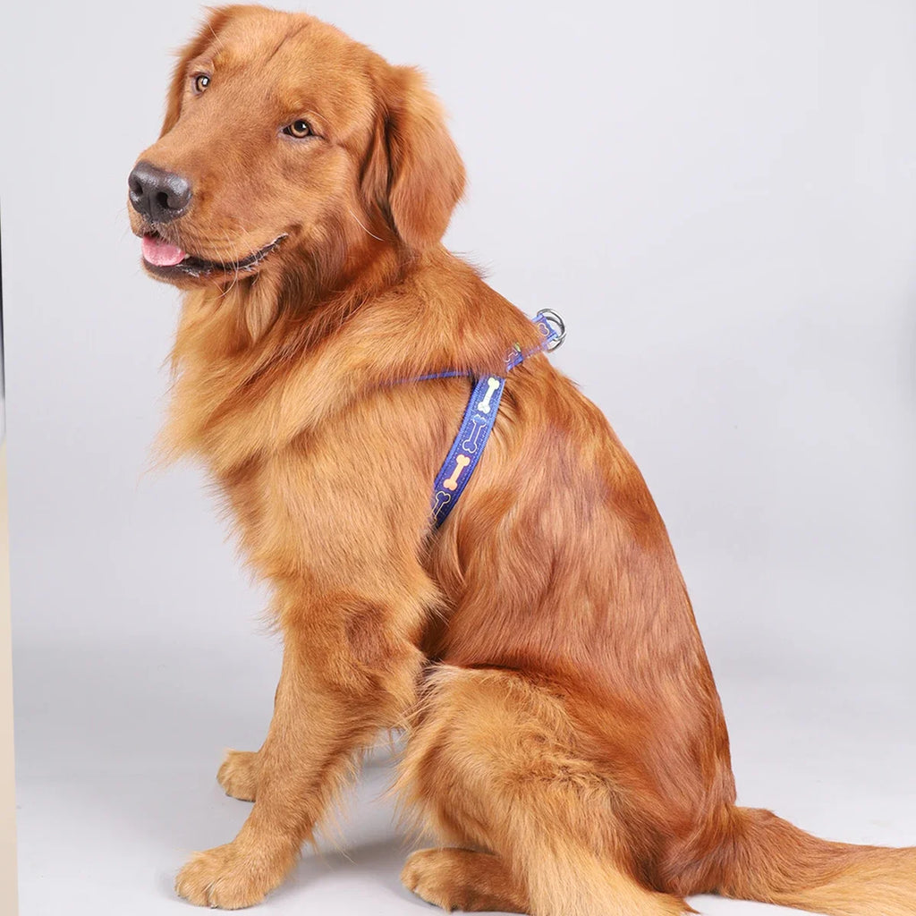 Harnais motif os avec laisse - chien