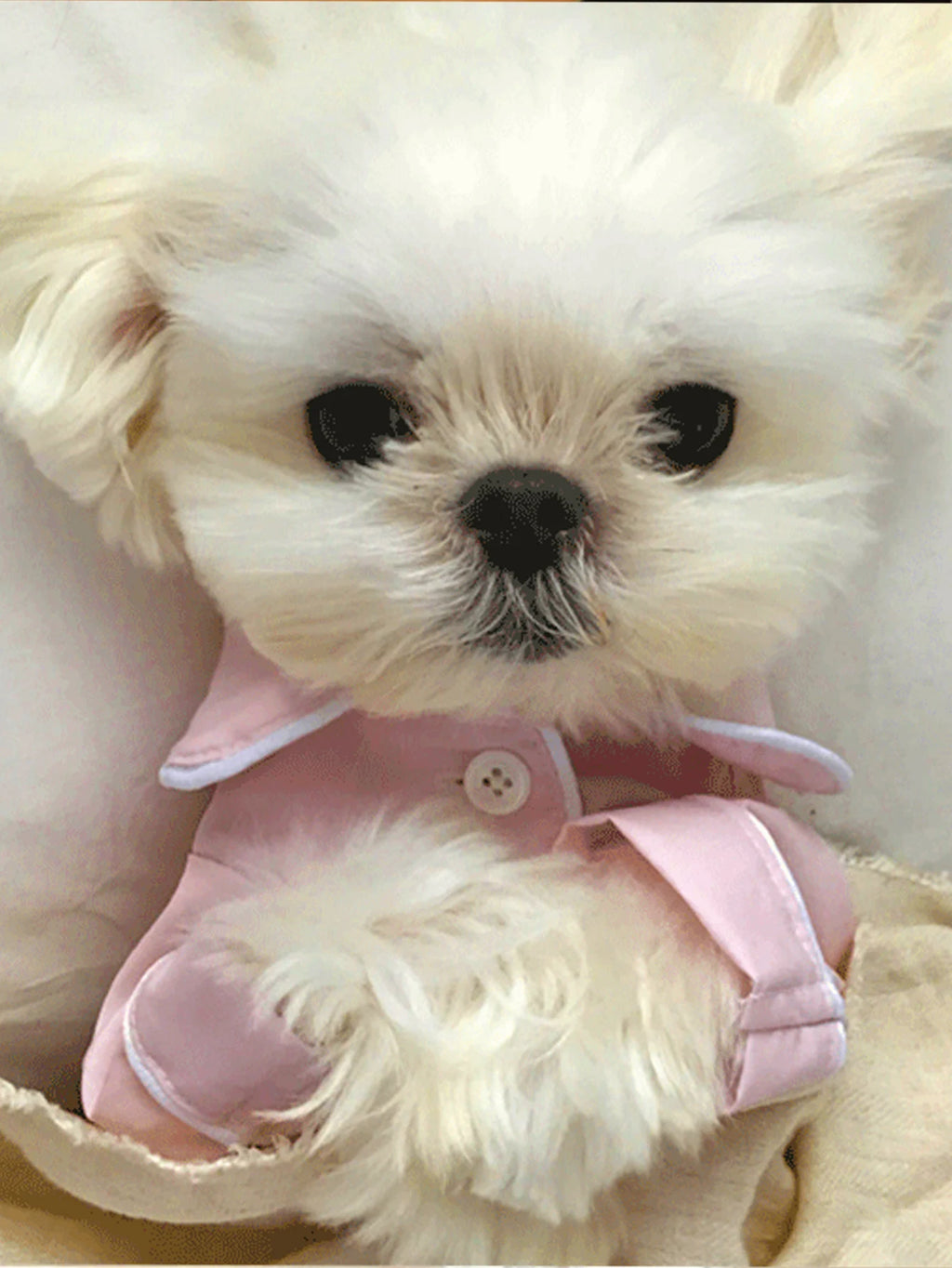 Pyjama d’été élégant pour chien et chat