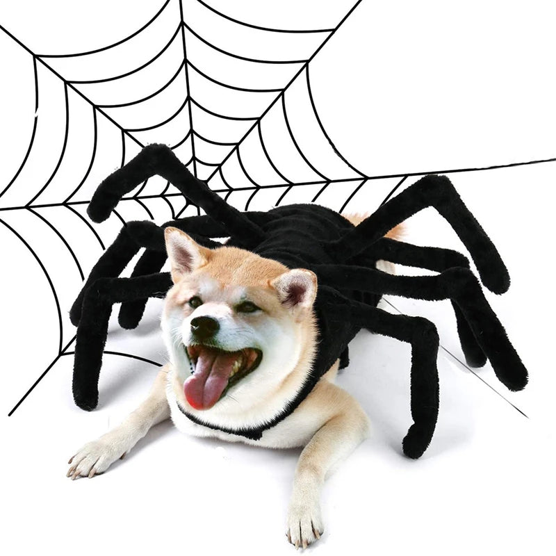 Costume araignée Halloween - chien ou chat