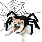 Costume araignée Halloween - chien ou chat