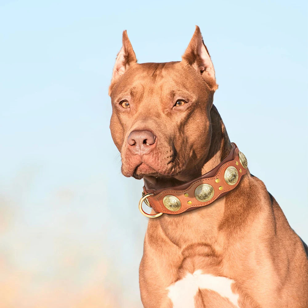 Collier en cuir large premium pour grand chien