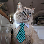 Collier cravate rayé pour chat et petit chien