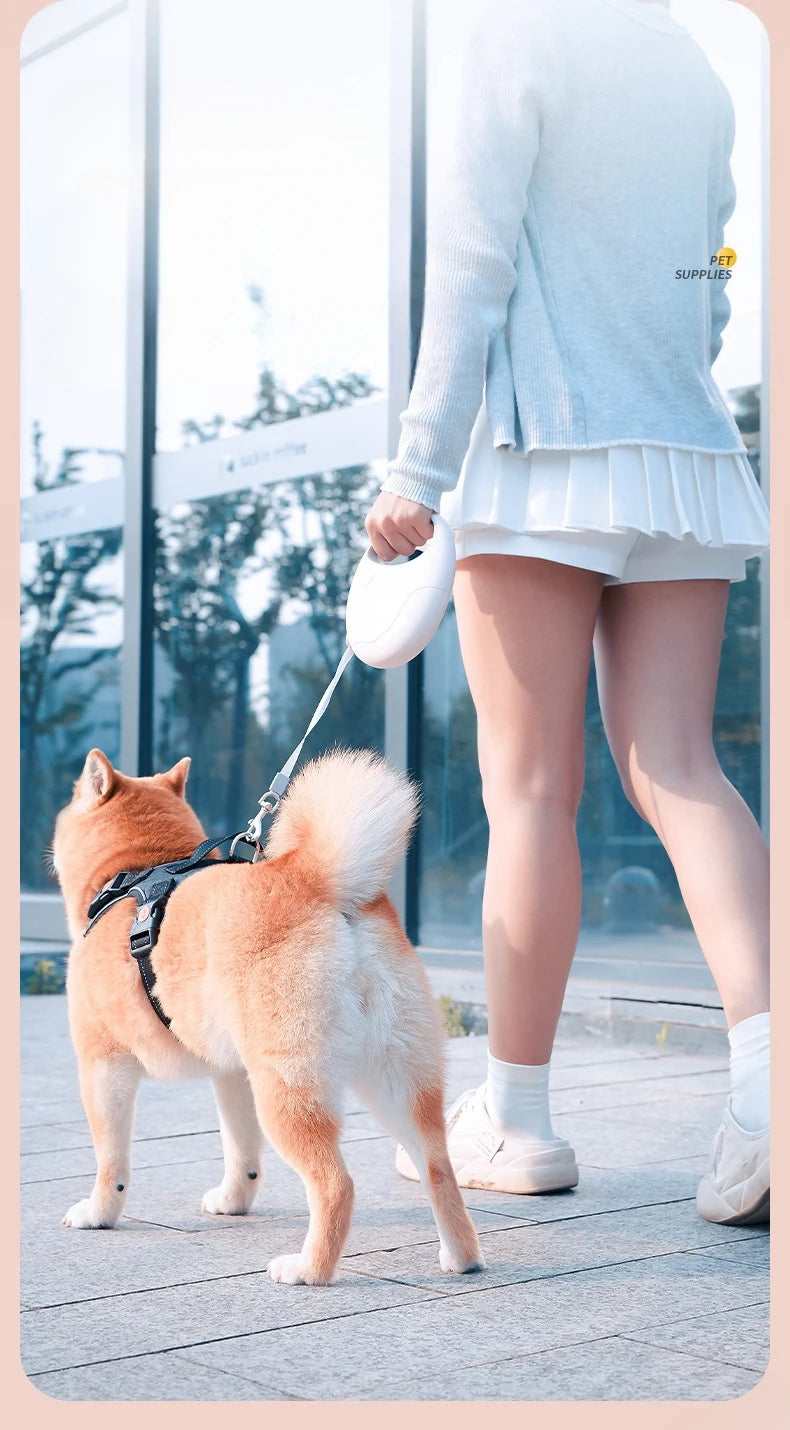 Laisse Rétractable 3 m / 5 m pour Chat ou Petit et Moyen Chien