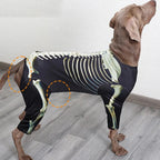 Costume squelette Halloween - chien