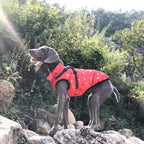 Manteau d’hiver hydrofuge pour chien