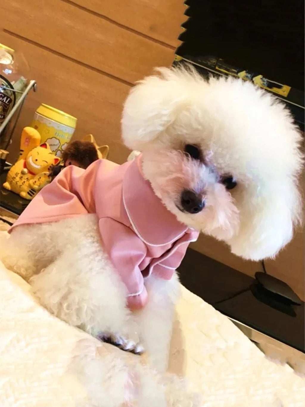 Pyjama d’été élégant pour chien et chat