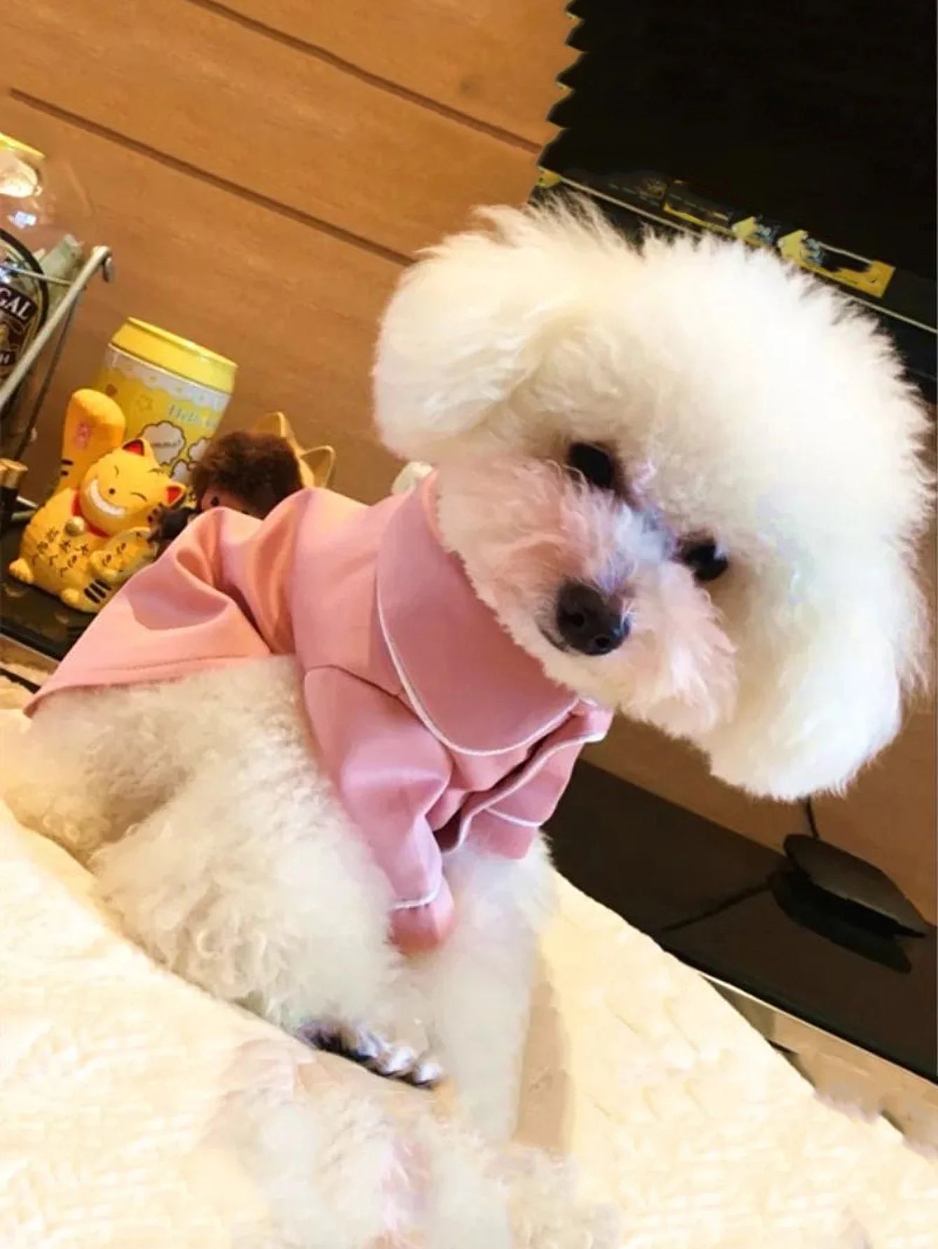 Pyjama d’été élégant pour chien et chat