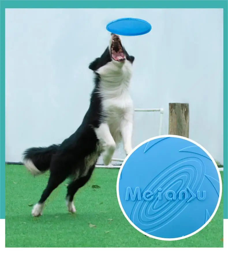 Frisbee pour chien