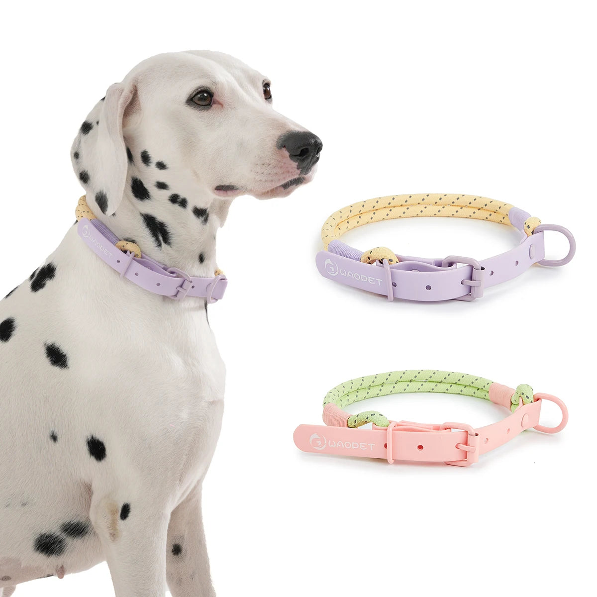 Collier ou laisse en PVC pour chien