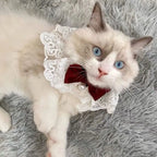 Collier dentelle nœud - chat ou petit chien