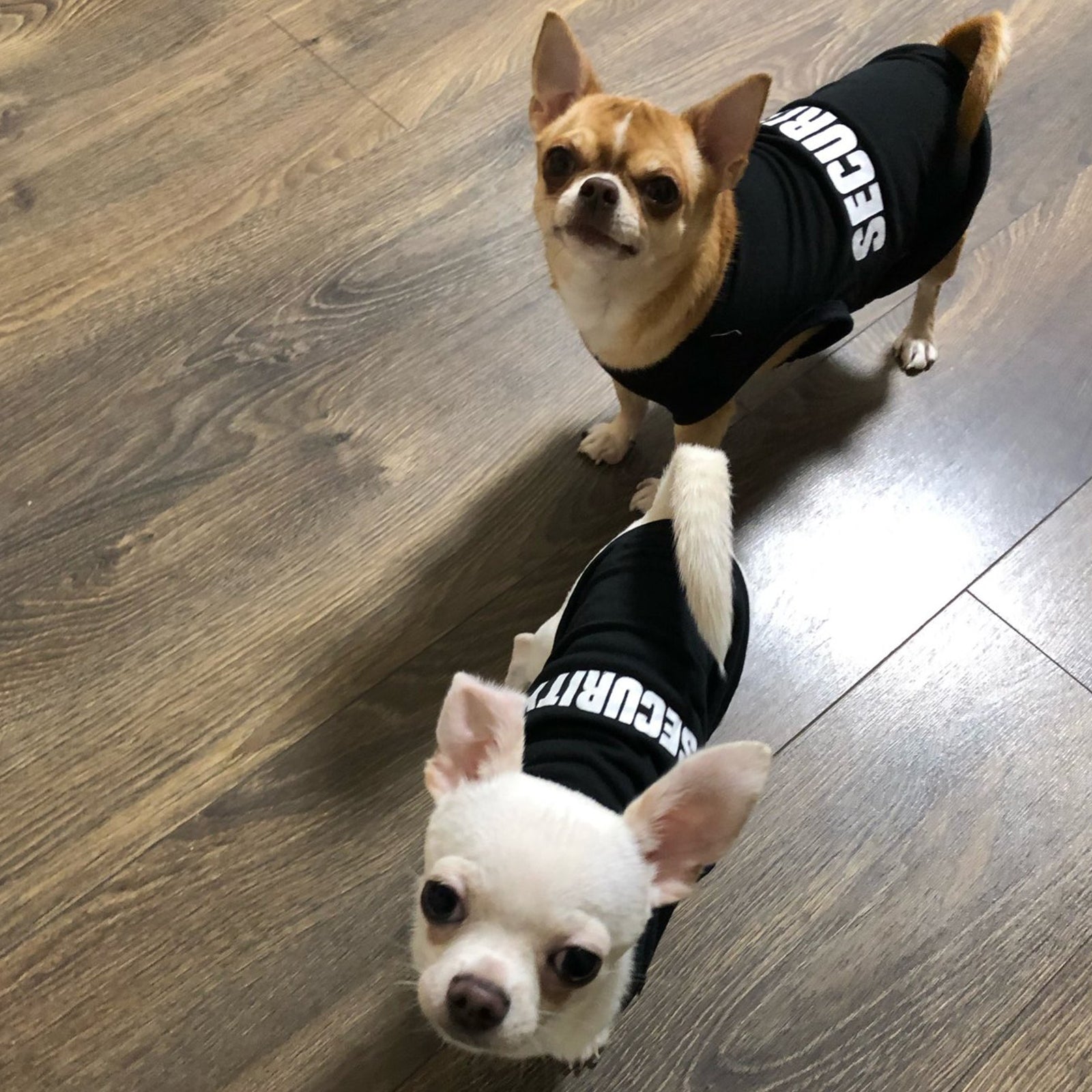 T-shirt Security pour chien et chat
