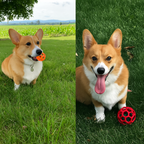 Balle à mâcher en caoutchouc naturel pour chien & chat