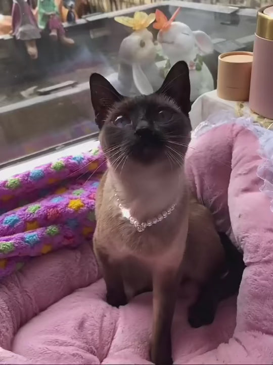Collier perles et strass pour chat