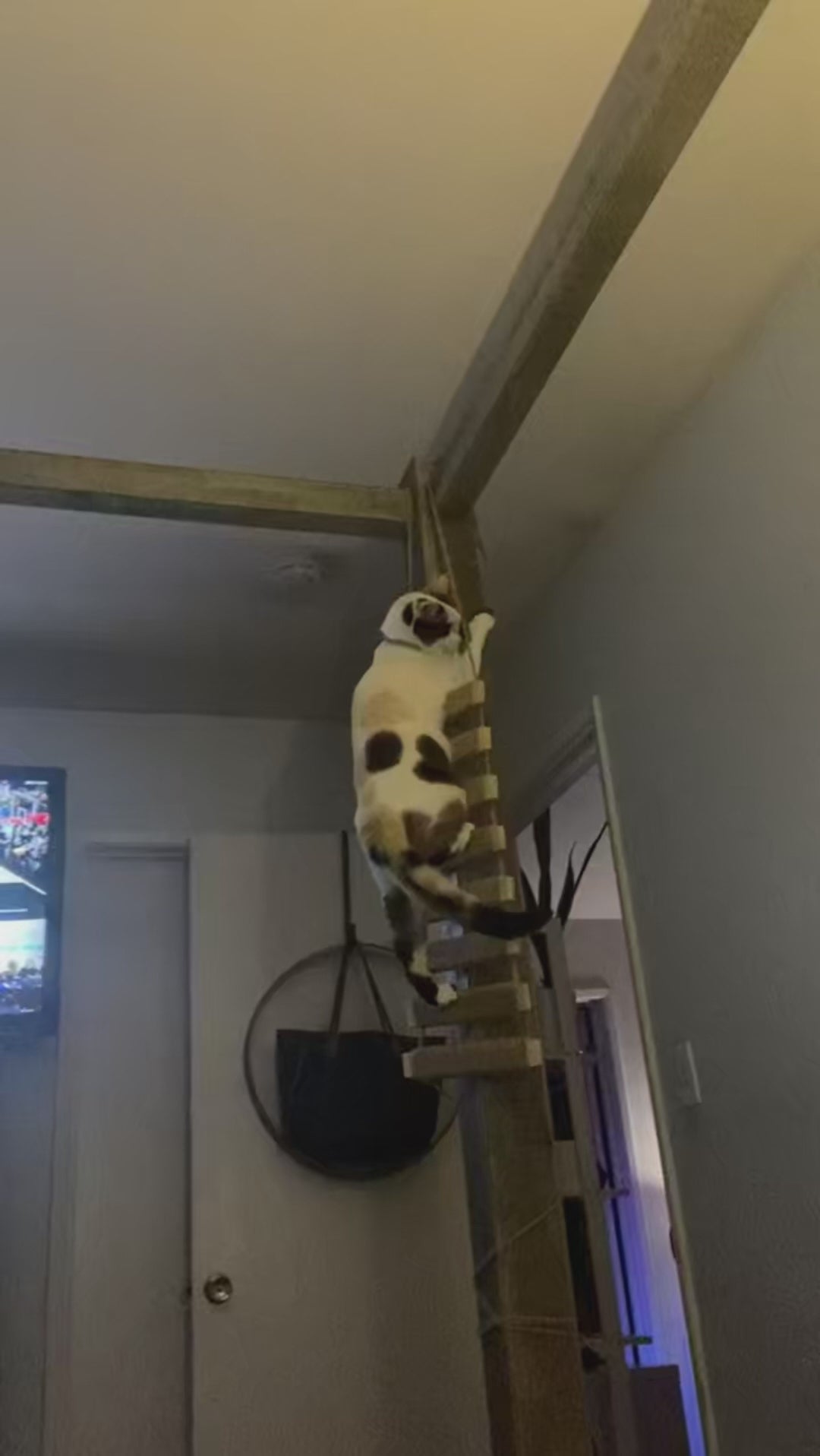 Pont d’Escalade pour Chat