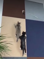 Protection Anti-Griffures Auto-Adhésive pour Meubles