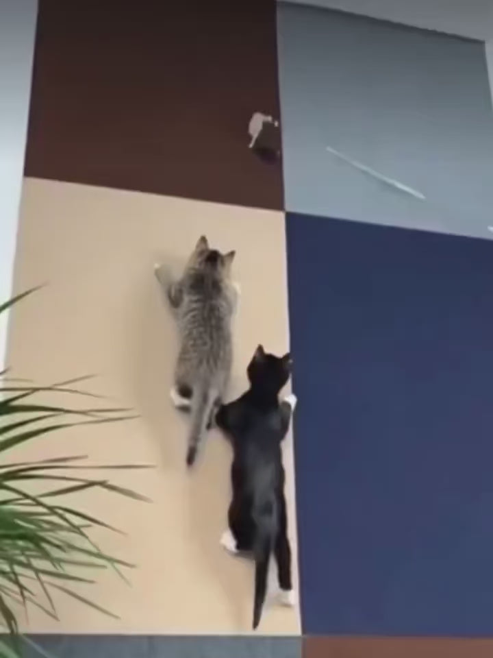 Protection Anti-Griffures Auto-Adhésive pour Meubles