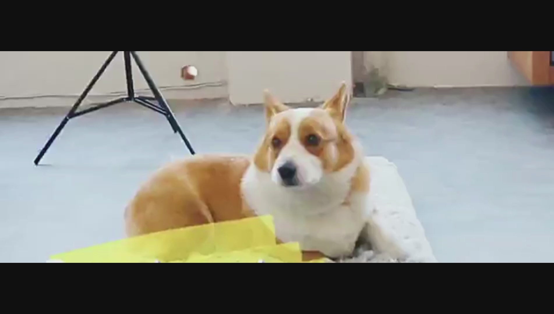 Matelas rectangulaire en peluche pour chien et chat