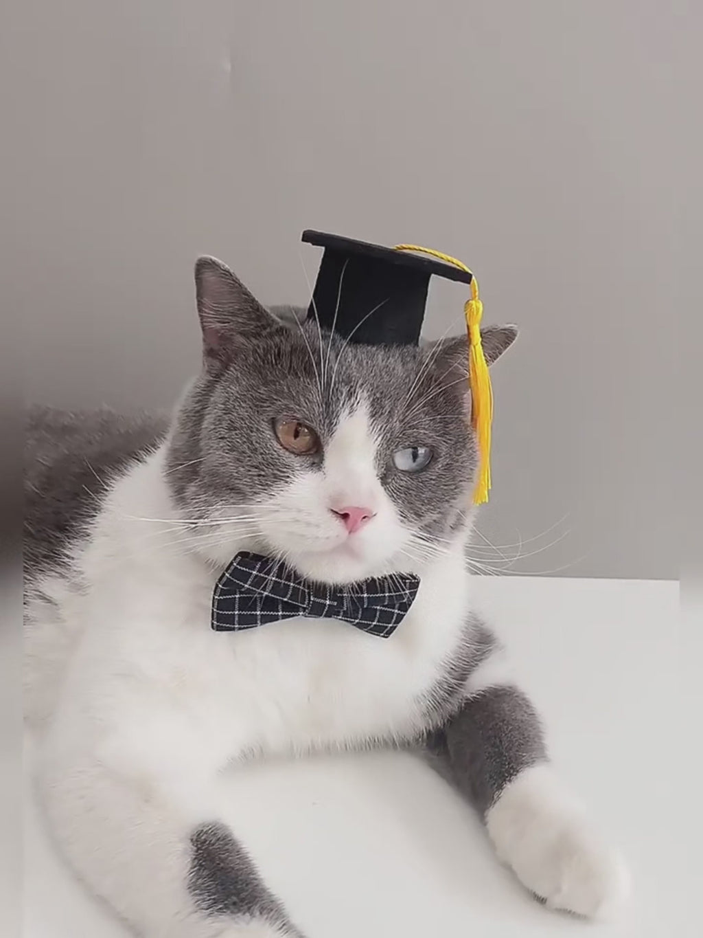 Collier cravate chic pour chat et petit chien