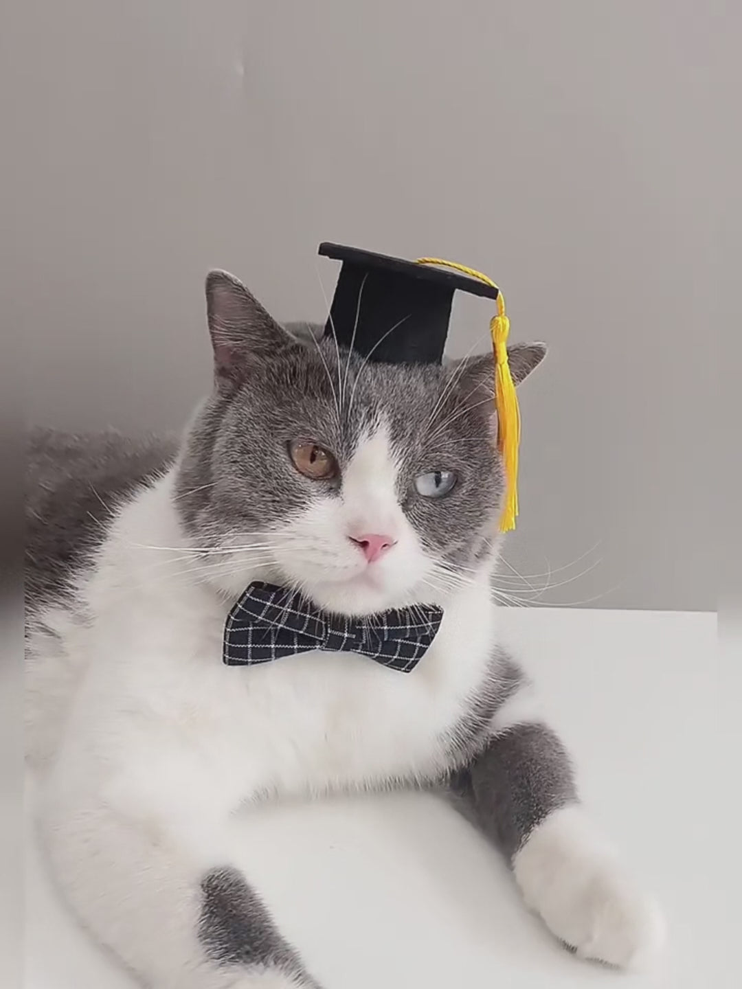 Collier cravate chic pour chat et petit chien