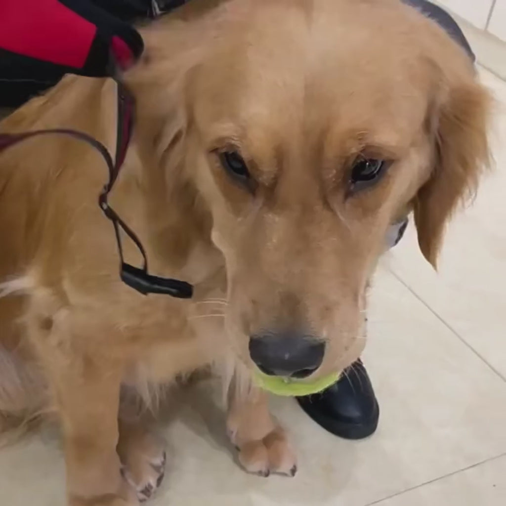 Harnais confort anti-traction avec laisse - chien