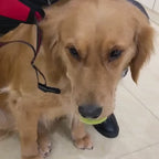 Harnais confort anti-traction avec laisse - chien