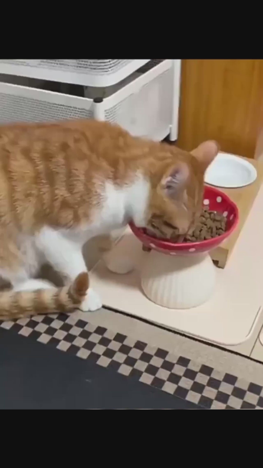 Bol champignon anti-glouton pour chat et chien