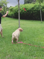 Laisse longue en PVC pour chien