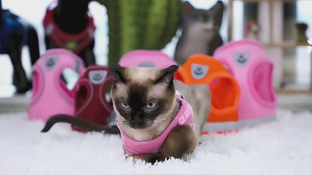 Harnais réglable et respirant pour chat et petit chien