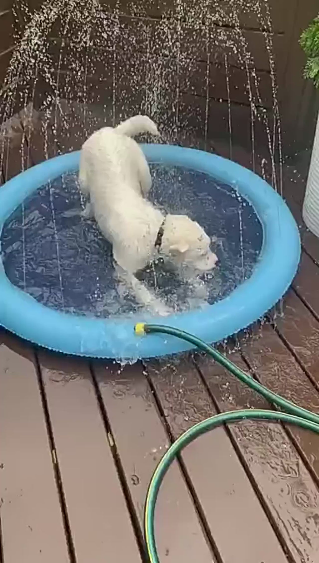 Piscine à jets d’eau pour chiens et chats