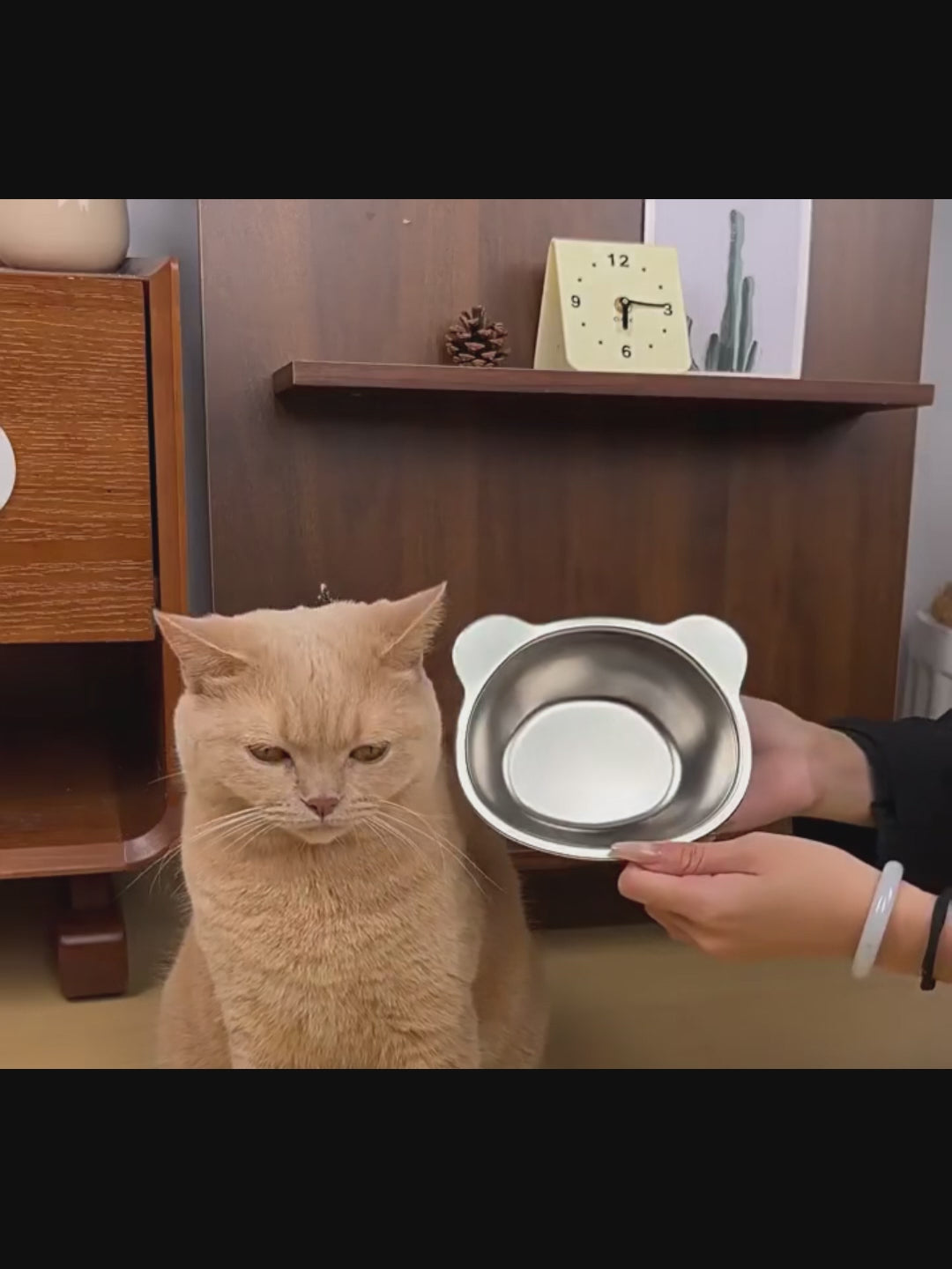 Bol surélevé ergonomique en inox pour chat