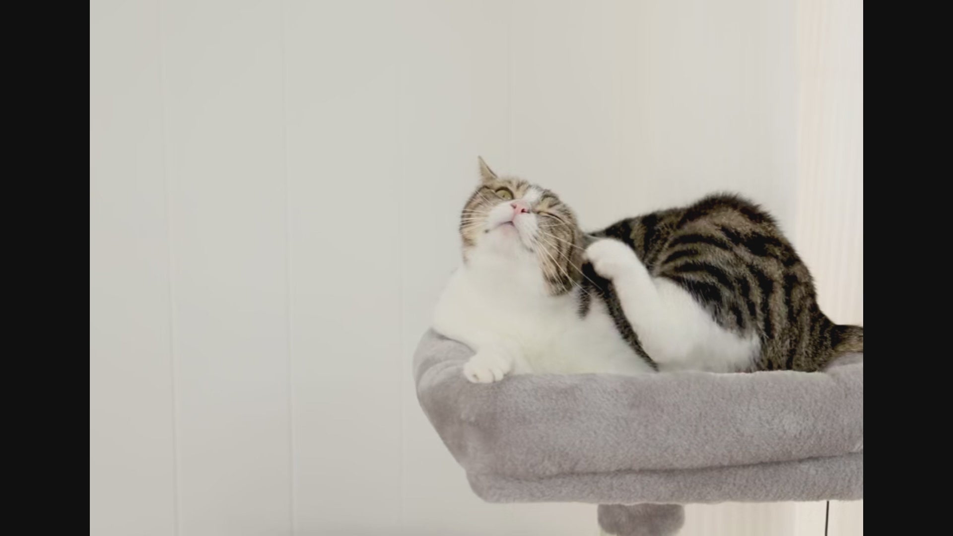 Arbre à Chat 162 cm