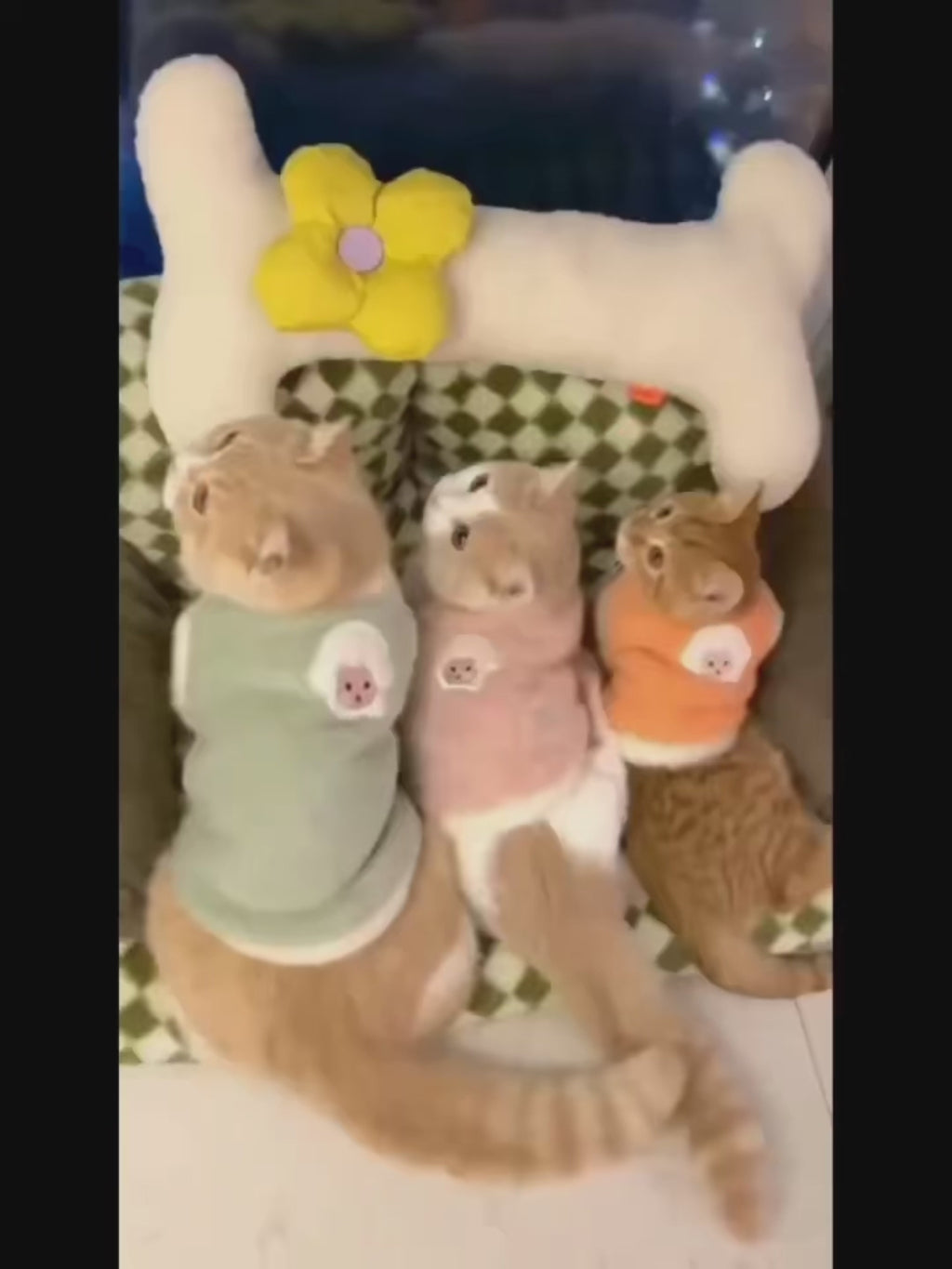 Gilet en peluche doux - chat