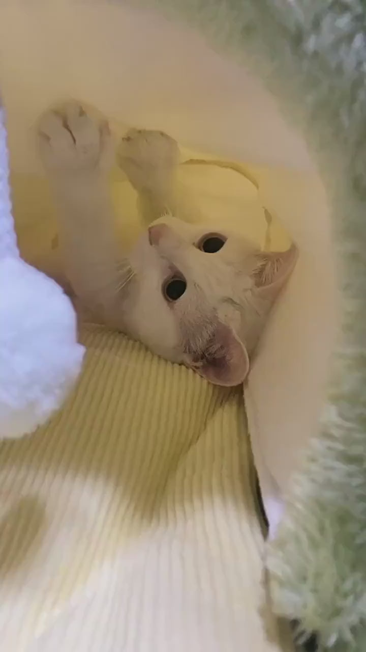 Lit Tunnel pour Chat 2-en-1