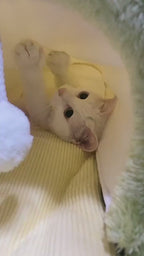 Lit Tunnel pour Chat 2-en-1