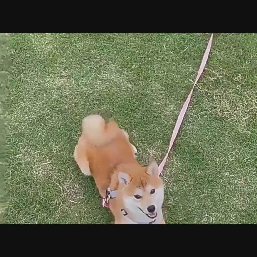 Laisse d’entraînement en nylon - chien