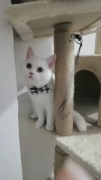 Collier écossais détachable avec nœud papillon et cloche pour chat