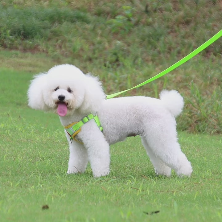 Ensemble harnais + laisse réfléchissant pour chien