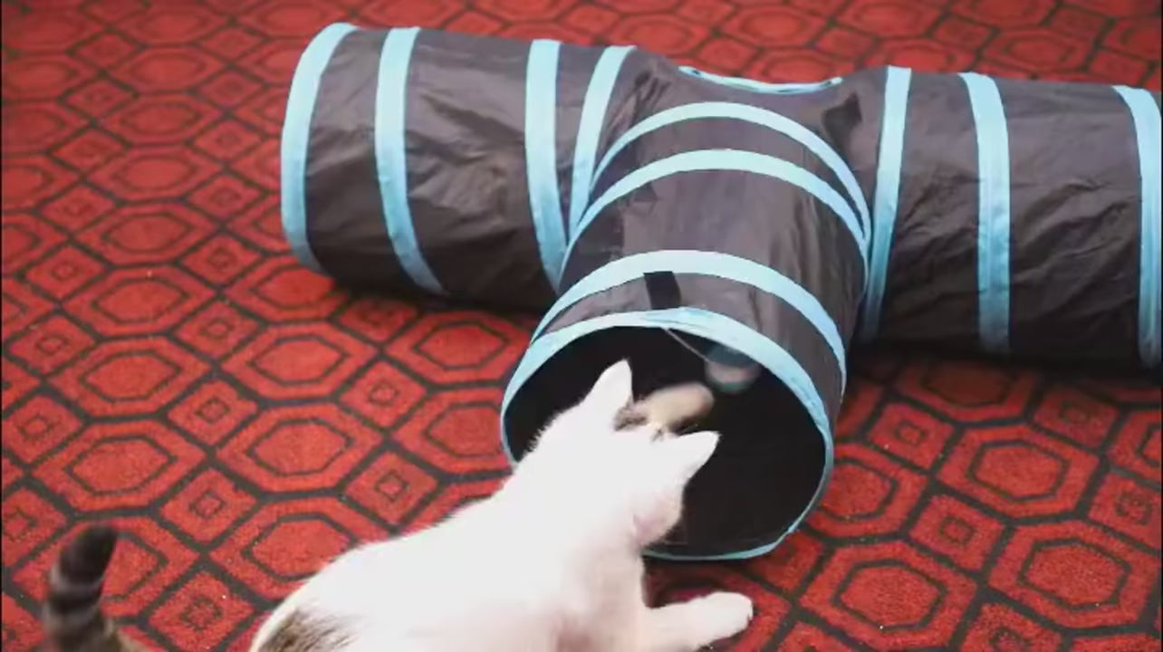 Tunnel de jeu pliable – chat