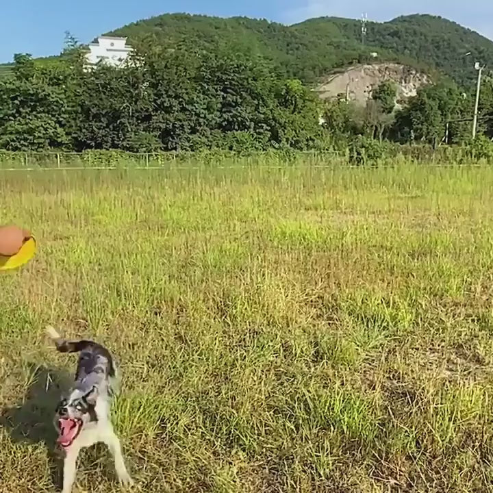 Frisbee pour chien