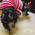 Polo d’été rayé pour chien & chat