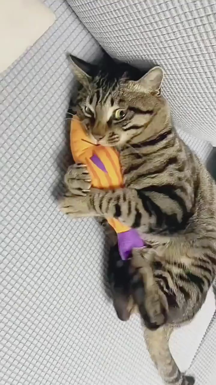 Jouet poisson 3D en herbe à chat