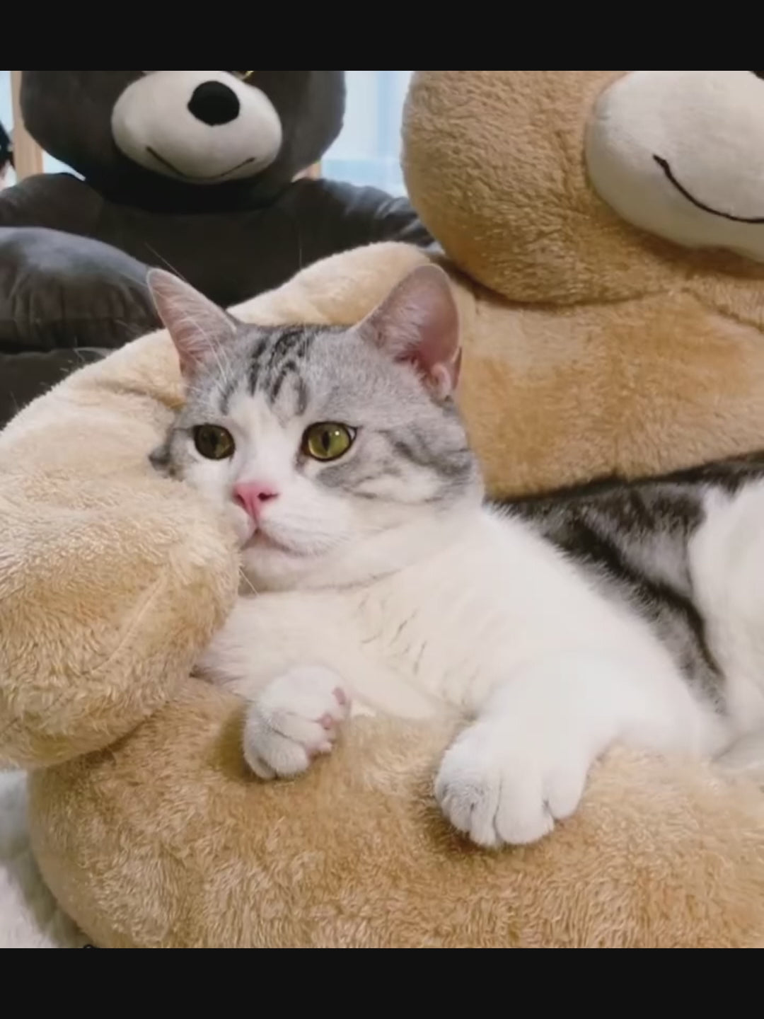 Panier peluche ours pour animaux